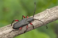 Tesařík Ropalopus femoratus (foto Pavel Krásenský)